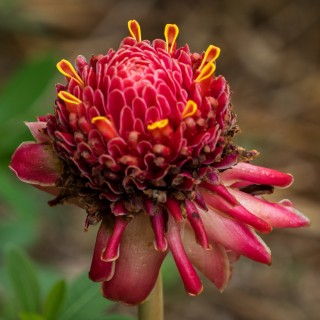 Balisier rouge Balisier rouge