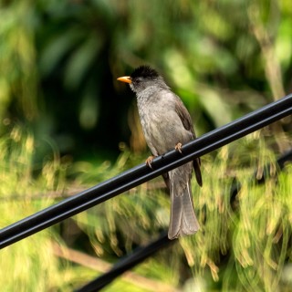 Bulbul malgache Bulbul malgache