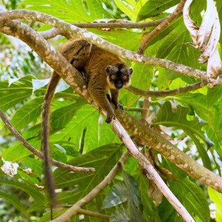 Loris gris de Mayotte Loris gris de Mayotte