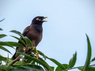 Mainate à collier Mainate à collier