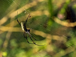 Néphile (ou araignée tisserande dorée) Néphile (ou araignée tisserande dorée)