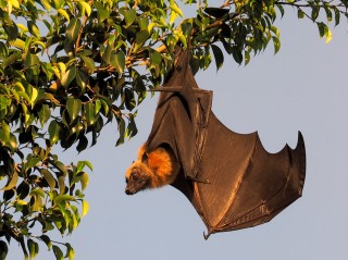 Roussette de Comores Roussette de Comores
