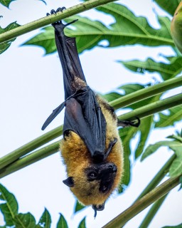 Roussette de Livingstone Roussette de Livingstone