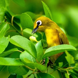 Zostérops de Mayotte Zostérops de Mayotte