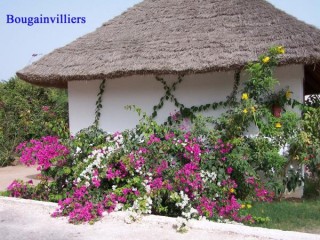 Bougainvilliers Bougainvilliers