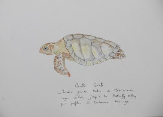 Caretta Caretta Caretta Caretta