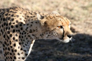 GUEPARD GUEPARD