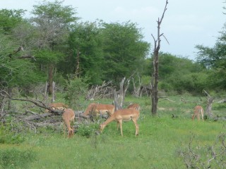 Impalas Impalas