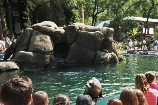 Les loutres du zoo de Central Park Les loutres du zoo de Central Park