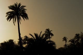 Palmeraie à Elche Palmeraie à Elche