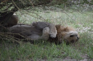 Un lion en pleine sieste Un lion en pleine sieste