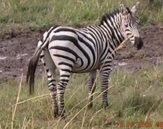 Zebre Zebre